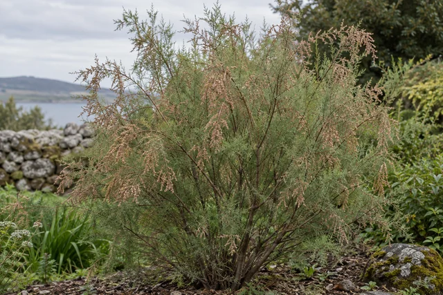Tamarisk (Tamarix gallica)