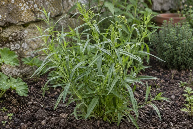 French Tarragon (Artemisia dracunculus)