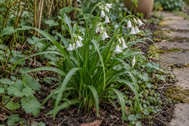 Three-cornered Leek (Allium triquetrum)