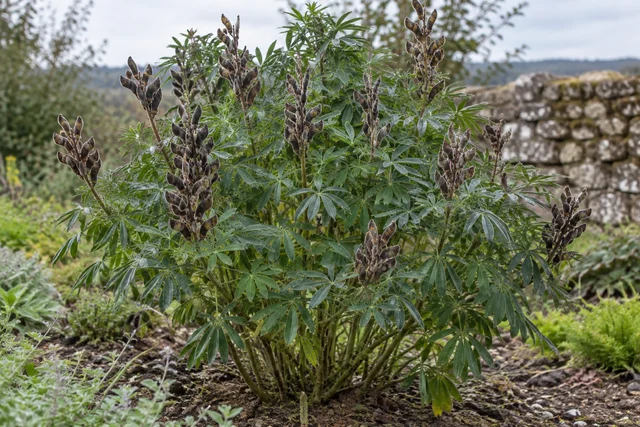 Tree Lupin (Lupinus arboreus)