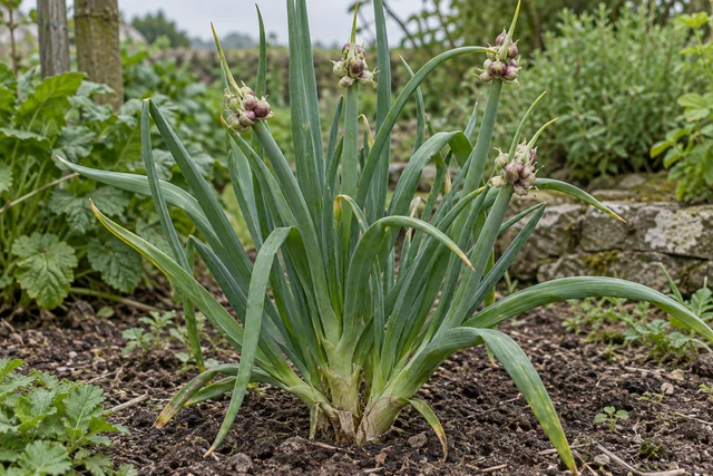 Tree Onion (Walking Onion) (Allium × proliferum)