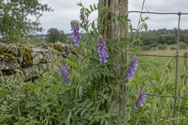 Tufted Vetch (Vicia cracca)