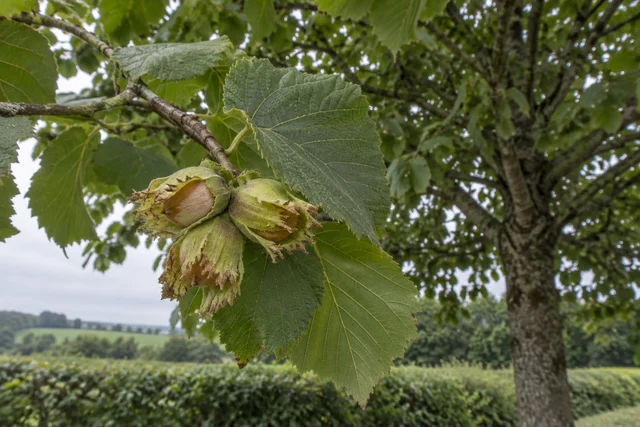 Turkish Hazel (Corylus colurna)
