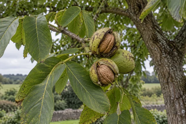 Walnut (Juglans regia)