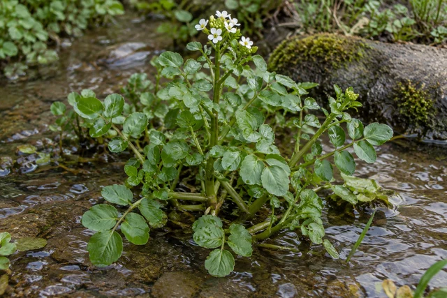 Watercress (Nasturtium officinale)