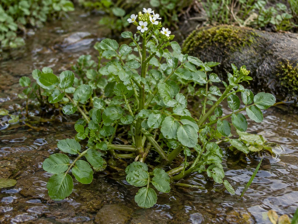 Watercress (Nasturtium officinale)