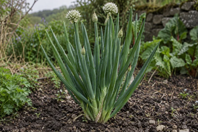 Welsh Onion (Allium fistulosum)