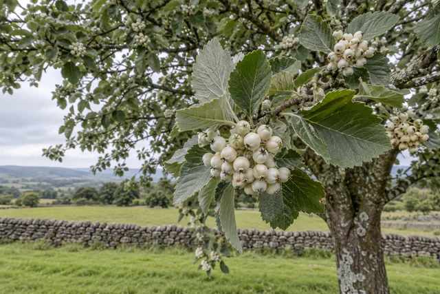 Whitebeam (Sorbus aria)