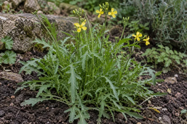Perennial Wild Rocket (Diplotaxis tenuifolia)