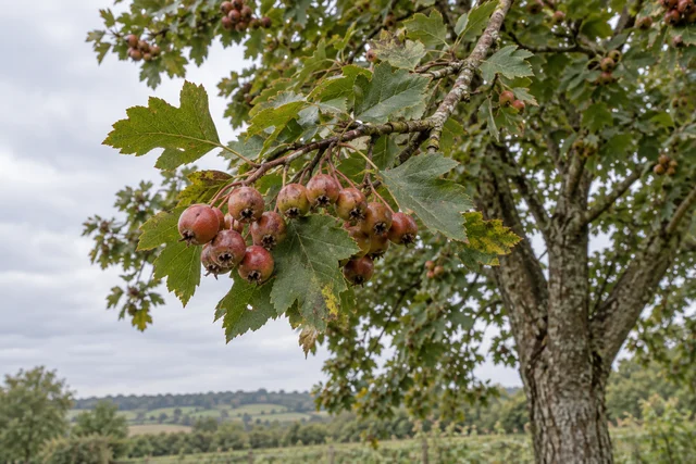 Wild Service Tree (Sorbus torminalis)