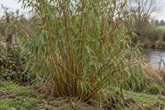 Willow (Osier) (Salix viminalis)