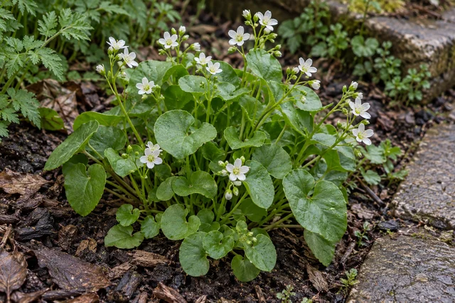 Winter Purslane (Claytonia) (Claytonia perfoliata)