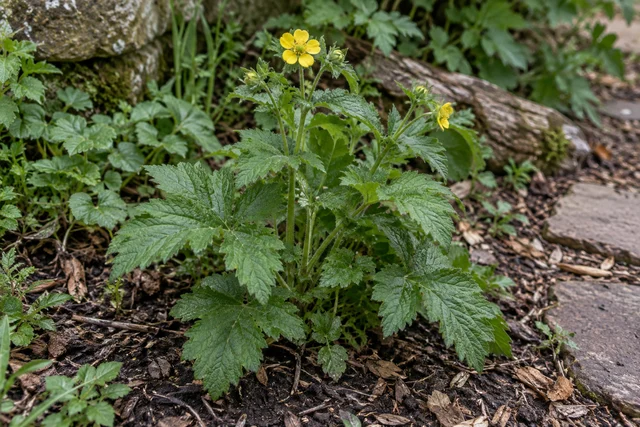 Wood Avens (Herb Bennet) (Geum urbanum)