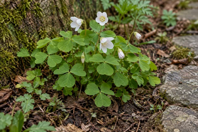 Wood Sorrel (Oxalis acetosella)