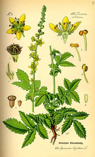 Agrimony (Agrimonia eupatoria)