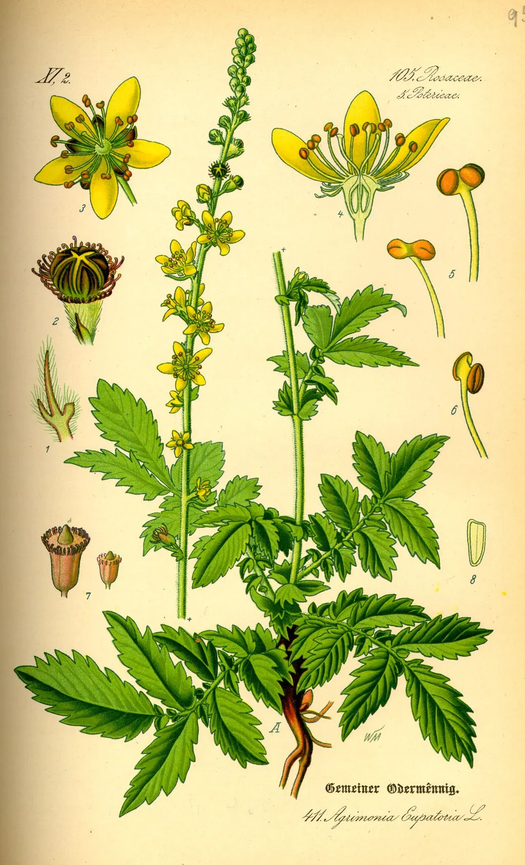 Agrimony (Agrimonia eupatoria)
