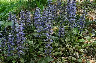 Bugle (Ajuga) (Ajuga reptans)