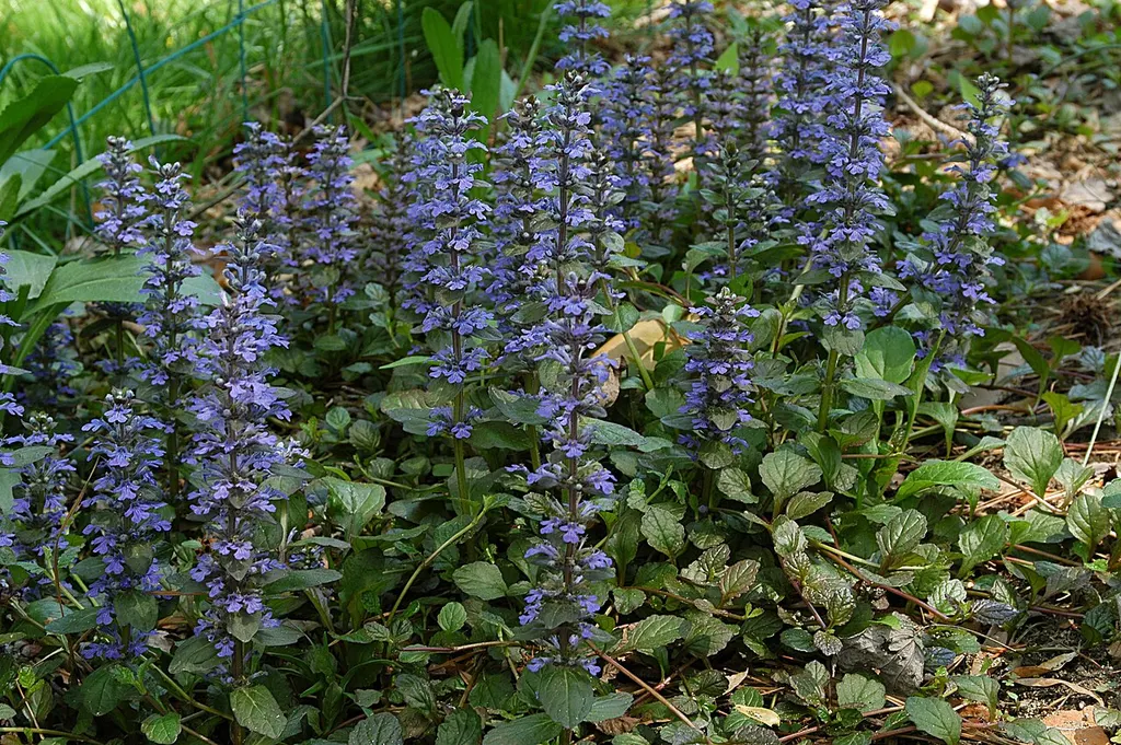 Bugle (Ajuga) (Ajuga reptans)