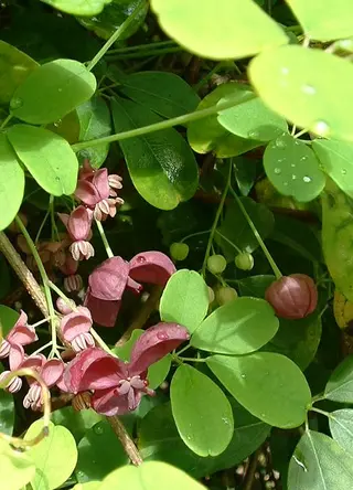 Akebia (Chocolate Vine) (Akebia quinata)