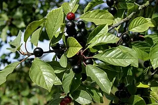 Alder Buckthorn (Frangula alnus)