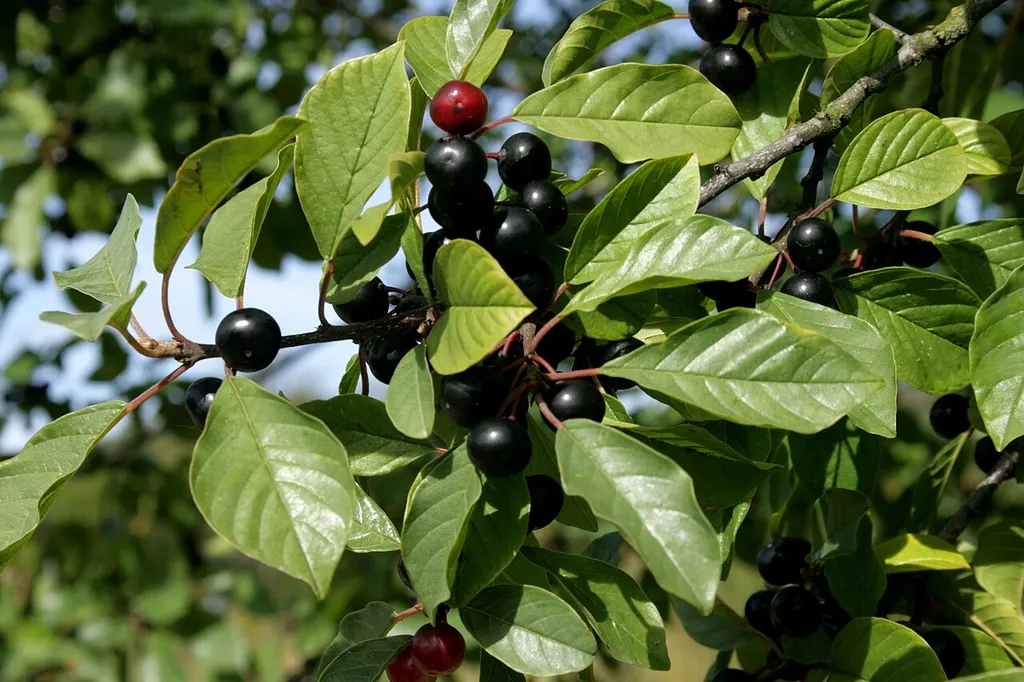 Alder Buckthorn (Frangula alnus)