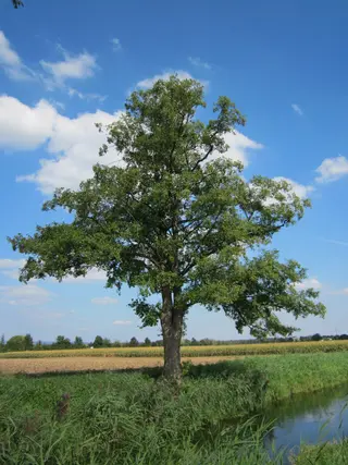 Common Alder (Alnus glutinosa)