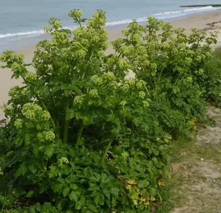 Alexanders (Smyrnium olusatrum)