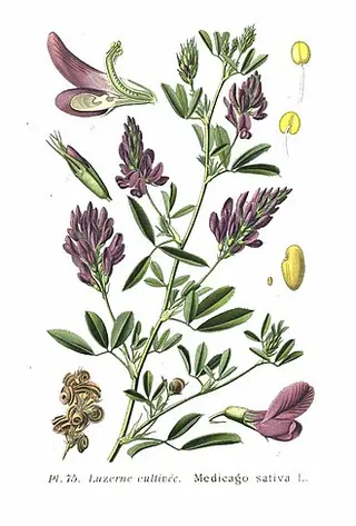 Alfalfa (Lucerne) (Medicago sativa)