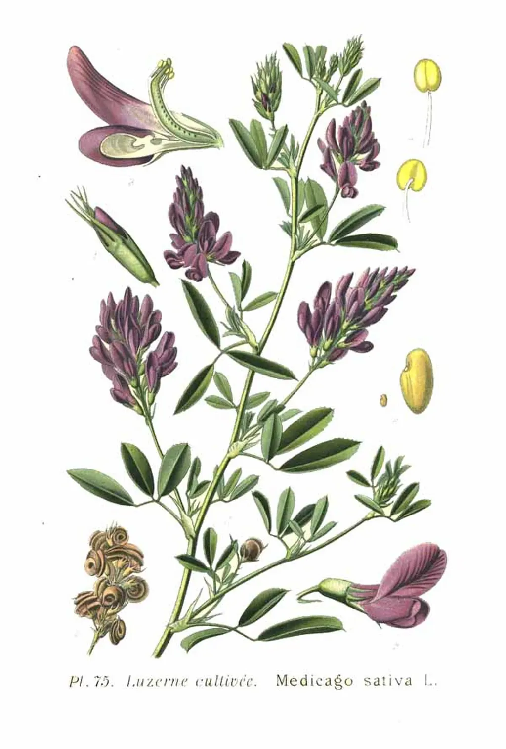 Alfalfa (Lucerne) (Medicago sativa)