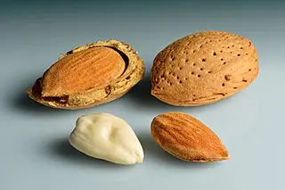 Almond (Prunus dulcis)