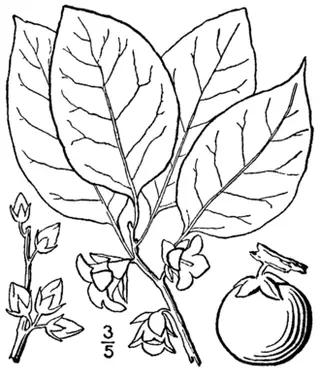 American Persimmon (Diospyros virginiana)
