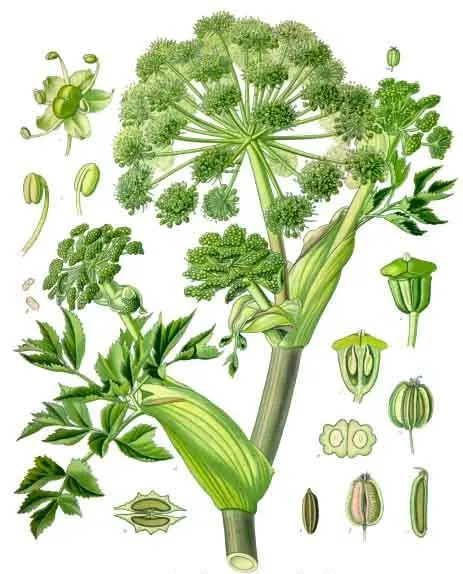 Angelica (Angelica archangelica)