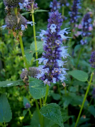 Anise Hyssop (Agastache foeniculum)