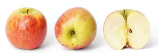 Apple (Malus domestica)