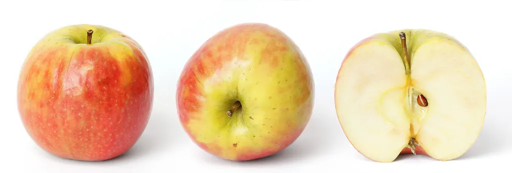 Apple (Malus domestica)
