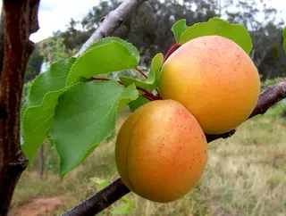 Apricot (Prunus armeniaca)