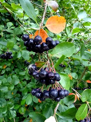 Chokeberry (Aronia) (Aronia melanocarpa)