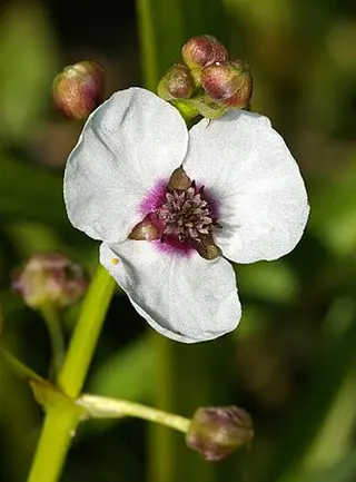 Arrowhead (Sagittaria sagittifolia)