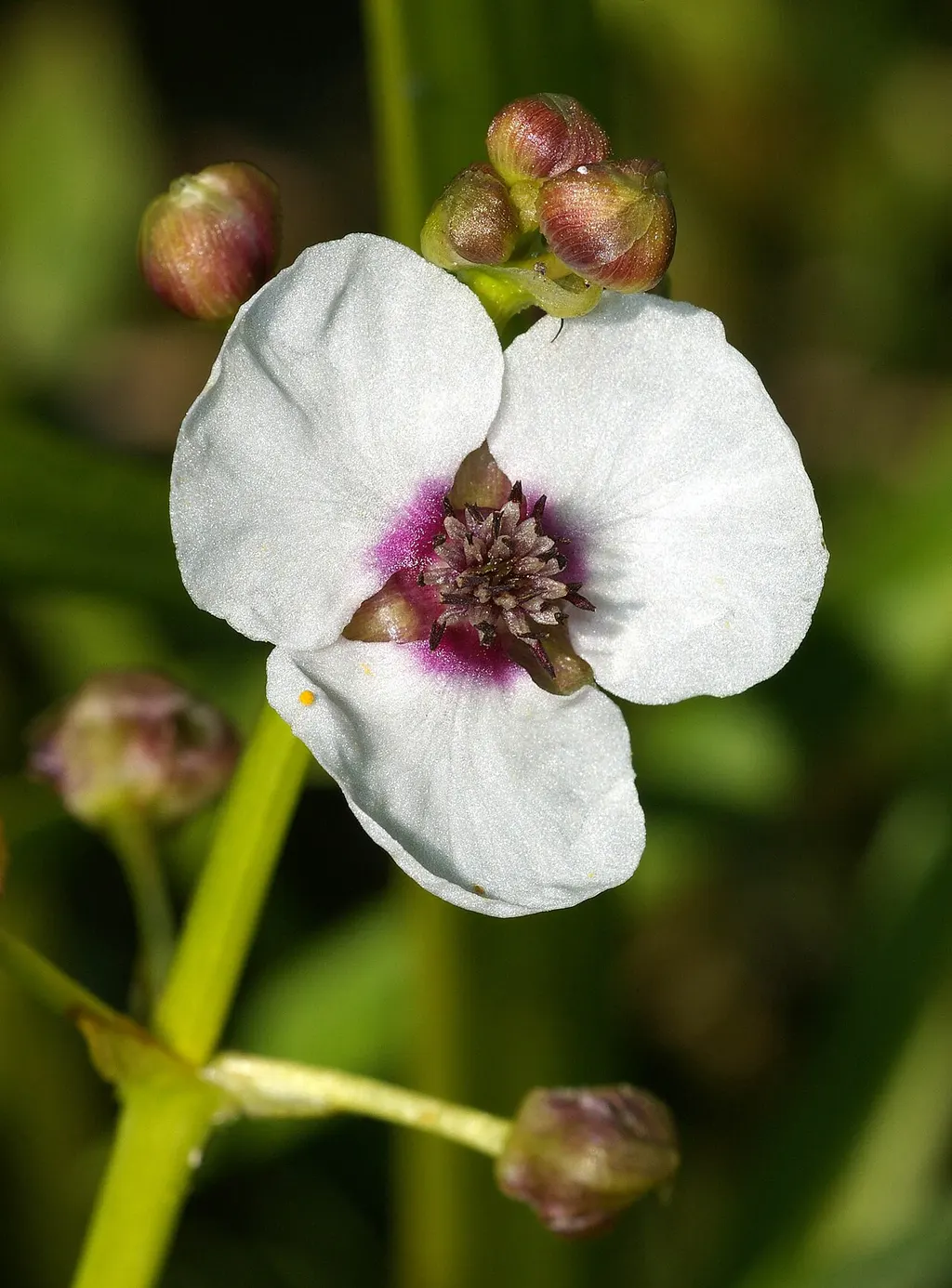 Arrowhead (Sagittaria sagittifolia)