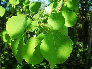 Aspen (Populus tremula)