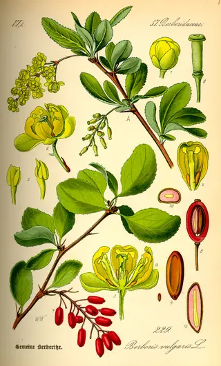 Barberry (Berberis vulgaris)