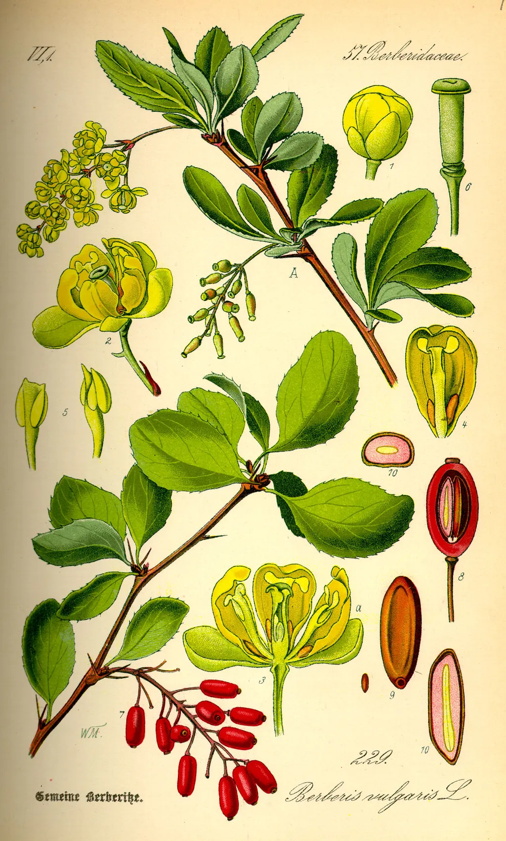 Barberry (Berberis vulgaris)