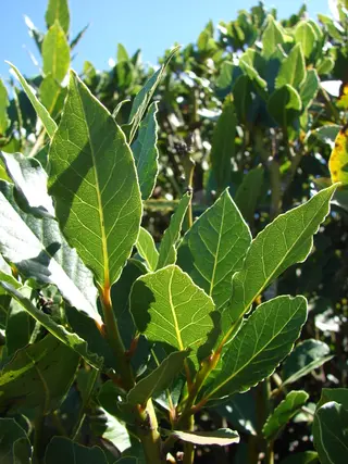 Bay Laurel (Laurus nobilis)