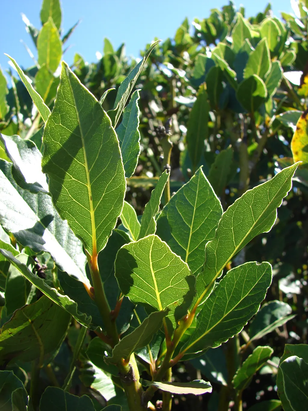 Bay Laurel (Laurus nobilis)