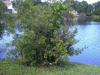 Bayberry (Morella cerifera)