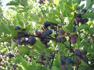 Beach Plum (Prunus maritima)