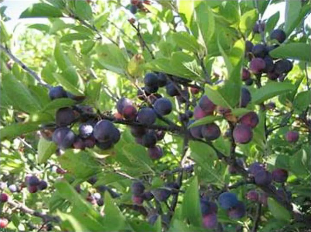Beach Plum (Prunus maritima)