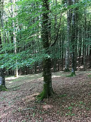 Beech (Fagus sylvatica)