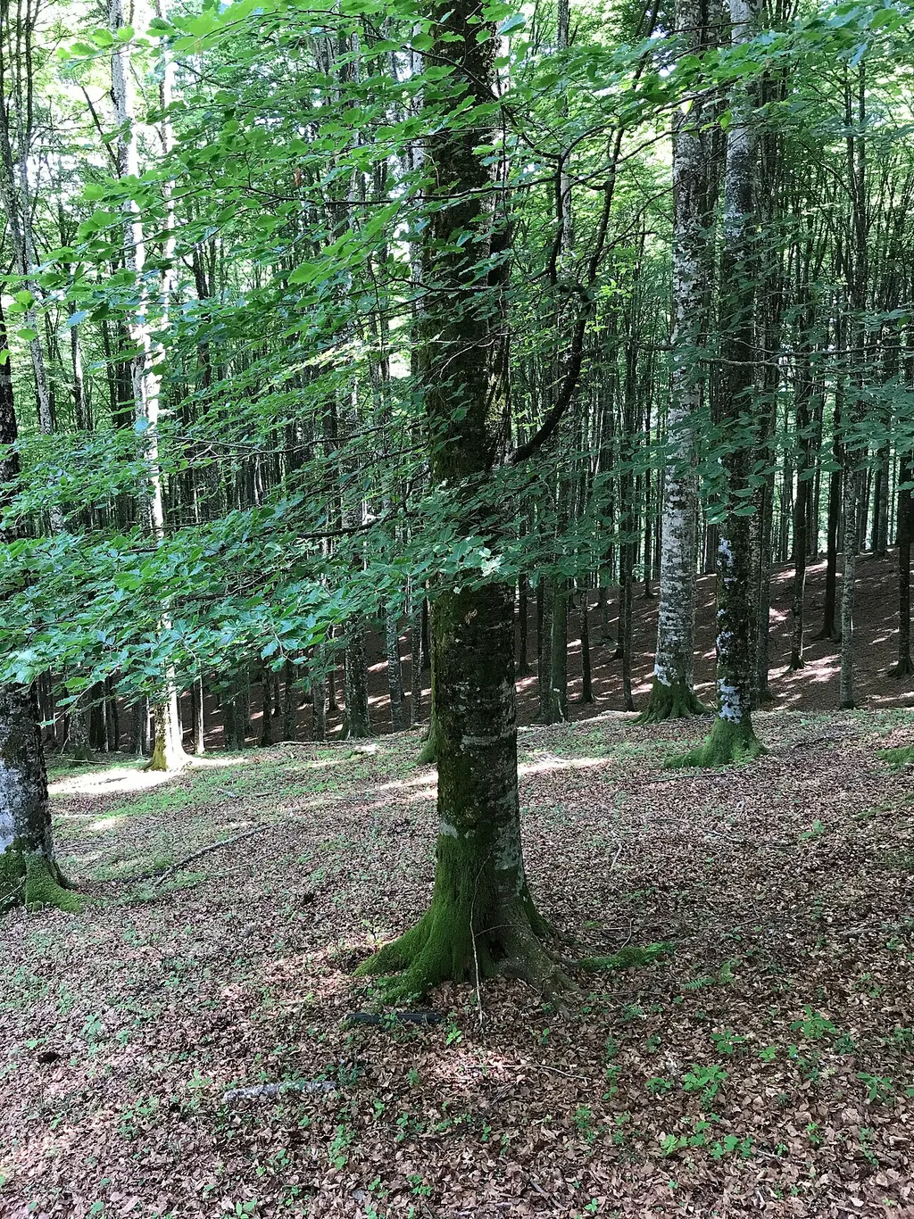 Beech (Fagus sylvatica)