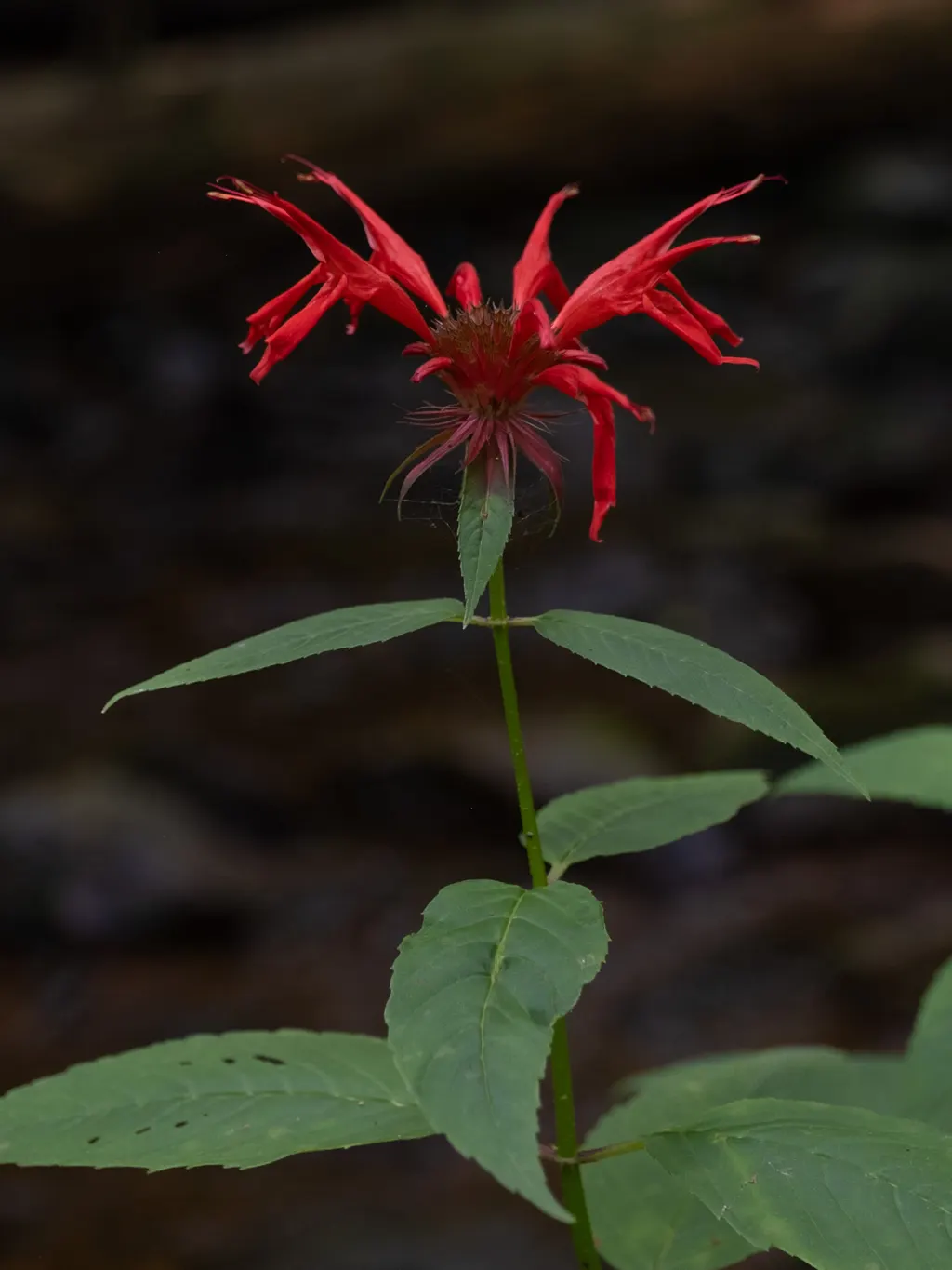 Bergamot (Bee Balm) (Monarda didyma)